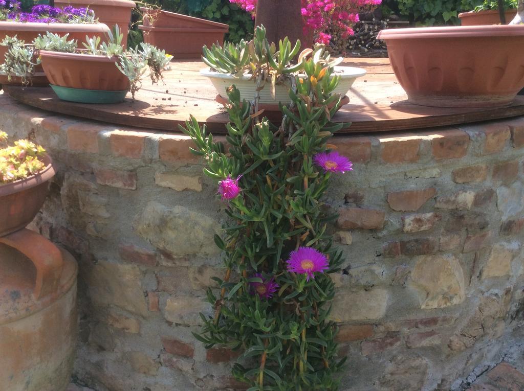 Podere Girasoli Piombino Exteriér fotografie