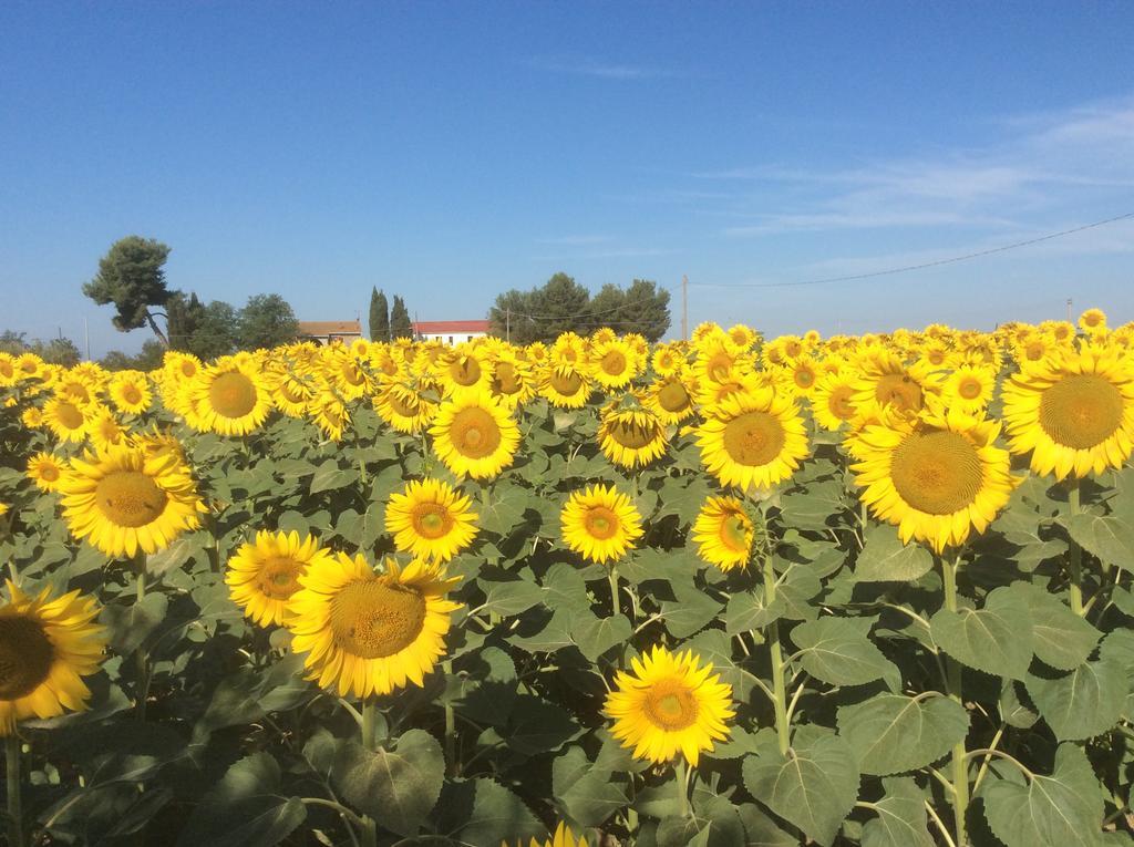 Podere Girasoli Piombino Exteriér fotografie